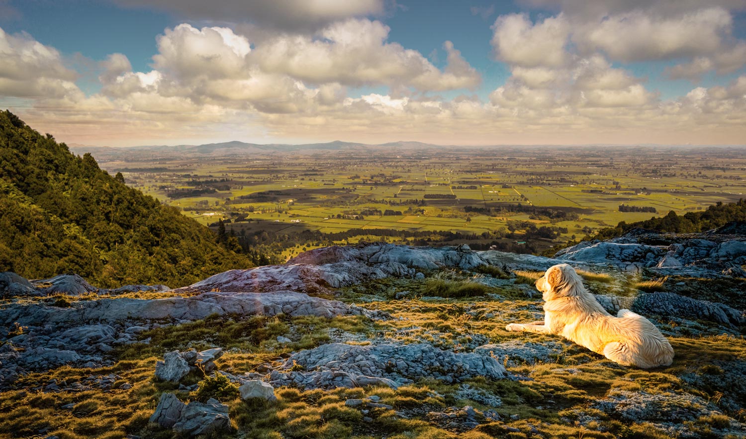 King Country Pet Food. Your proud partner in pet food production.