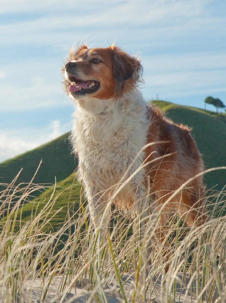 King Country Pet Food New Zealand