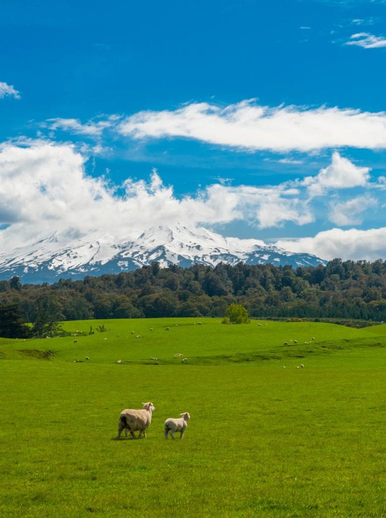 King Country Pet Food New Zealand