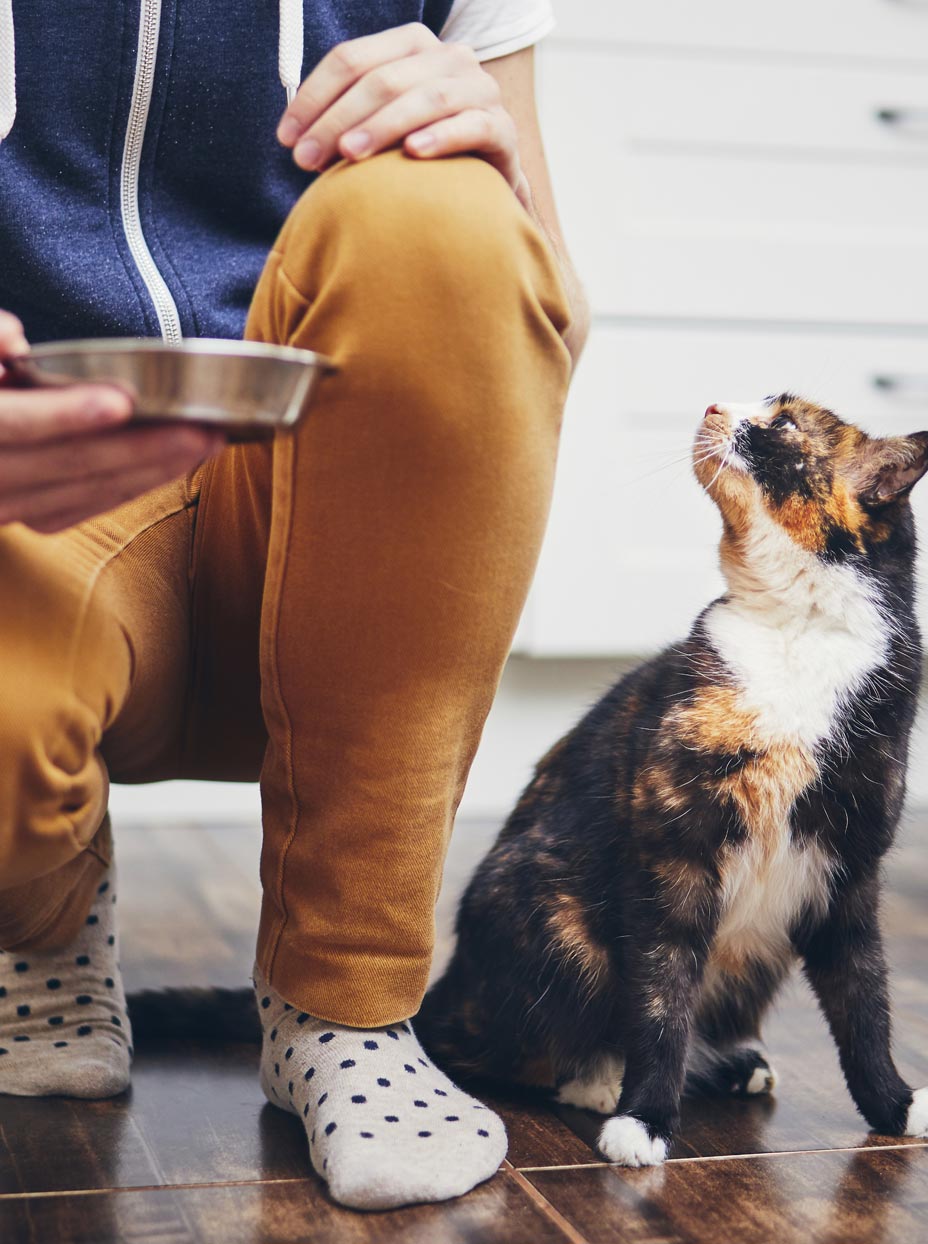 Our Products King Country Pet Food