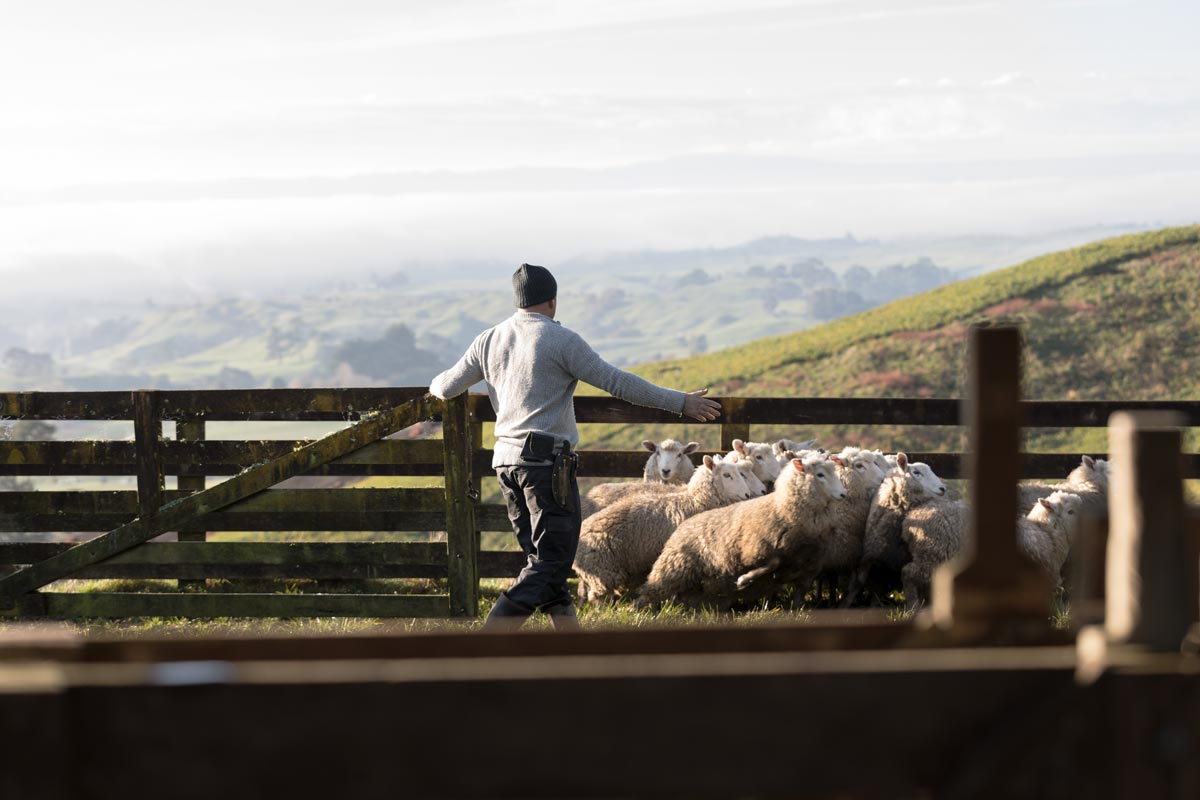 Our Products King Country Pet Food